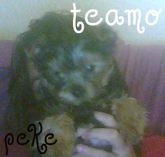 el mejor perro :)